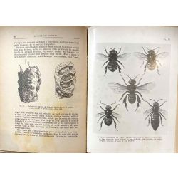 Apiculture, Caullery, Biologie des abeilles.