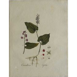  1807, Convallaria Bifolia, gravure joliment coloriée à la main, hand coloured print.