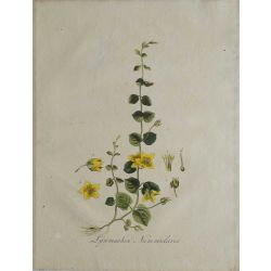  1807, Lysimachia Nummularia, gravure joliment coloriée à la main, hand coloured print.
