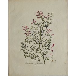  1807, Fumaria Officinalis, gravure joliment coloriée à la main, hand coloured print.